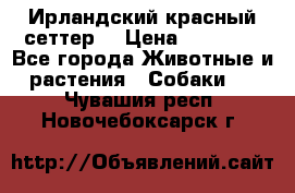 Ирландский красный сеттер. › Цена ­ 30 000 - Все города Животные и растения » Собаки   . Чувашия респ.,Новочебоксарск г.